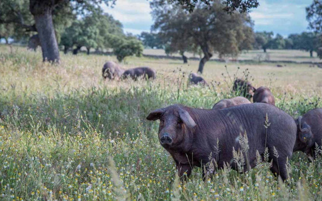 ¿Sabes qué animales hay en Peligro de Extinción en España?
